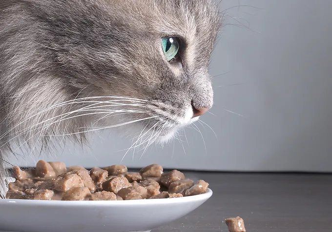 cat eating from the plate