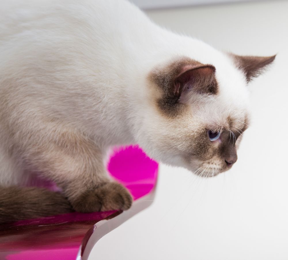 View of Feline Chronic Kidney Disease | The Finchley Vet