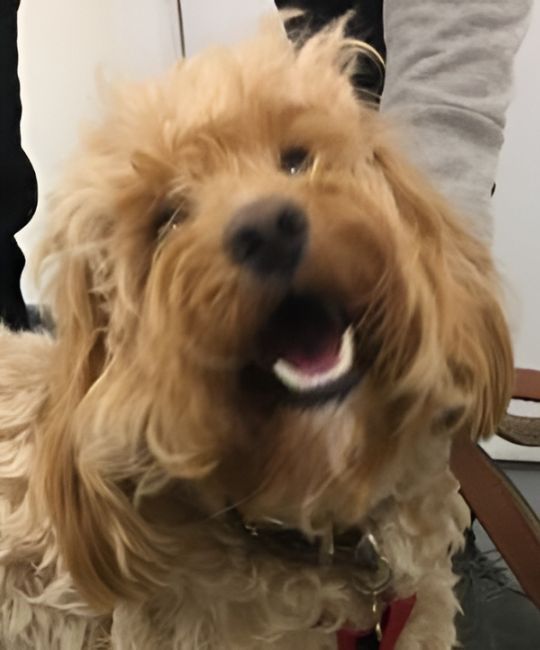 a dog with open mouth