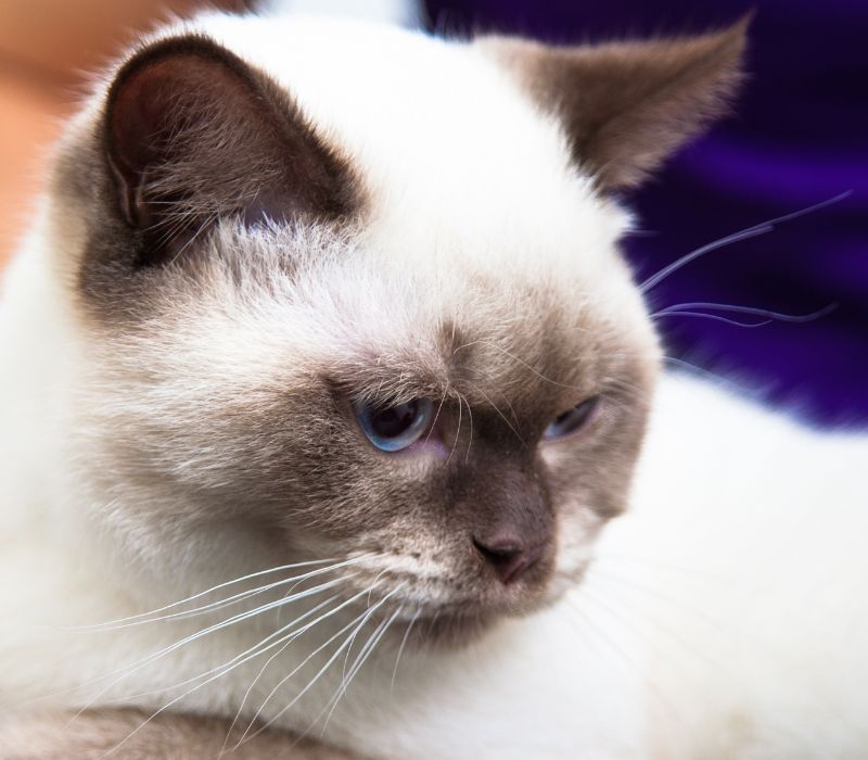 a cat sitting comfortably