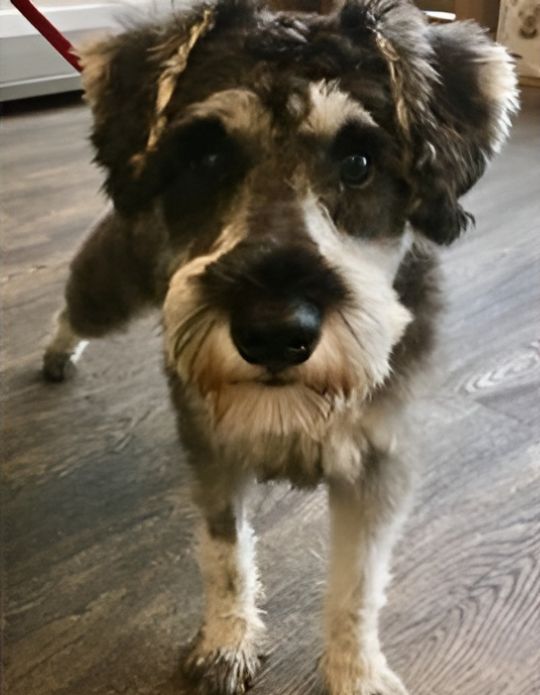 a dog standing on the wooden floor