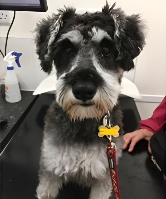 a dog sitting on a table in a vet's office