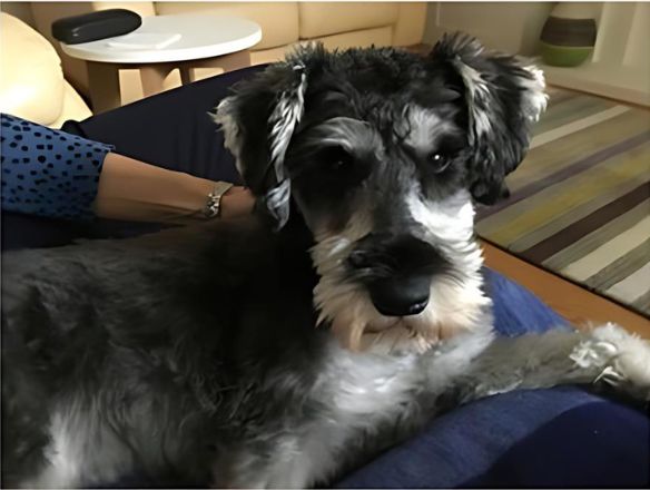 a dog sitting on its bed