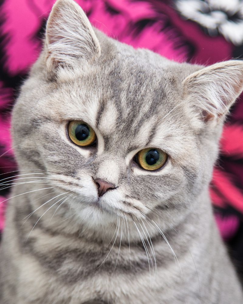 a kitten looking straight at the camera