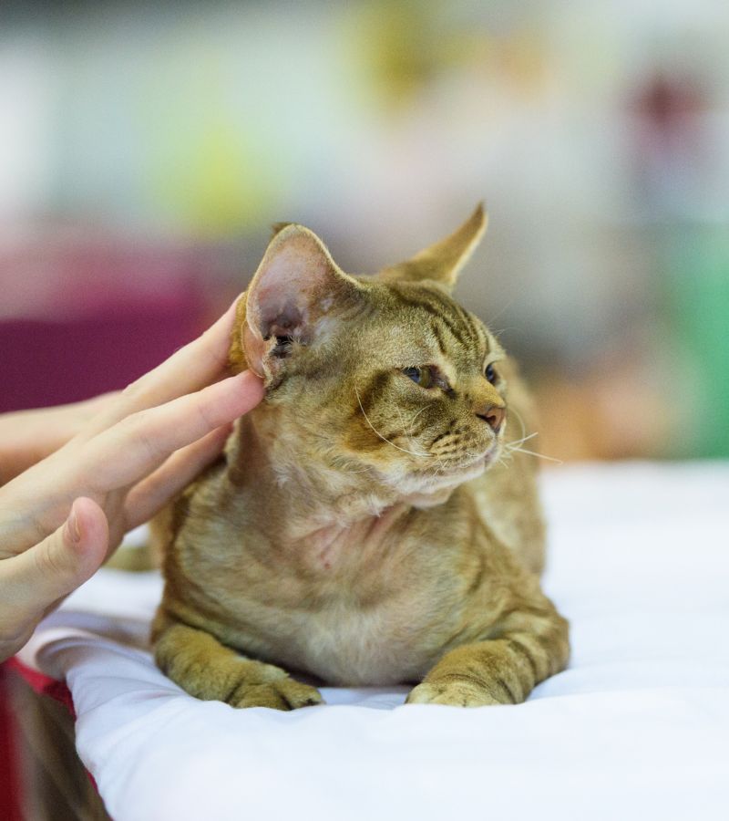 a person petting a cat