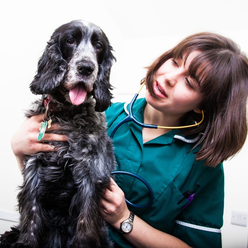 a vet examining a dog