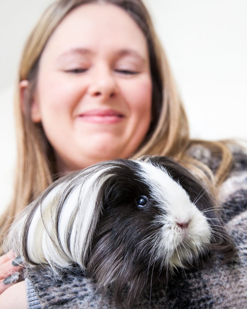 a vet holding a guinea pig