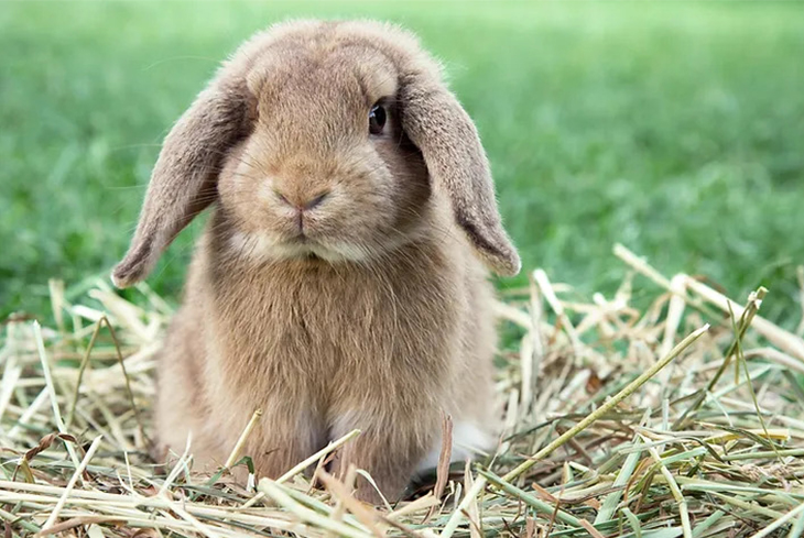 brown rabbit sitting in hay