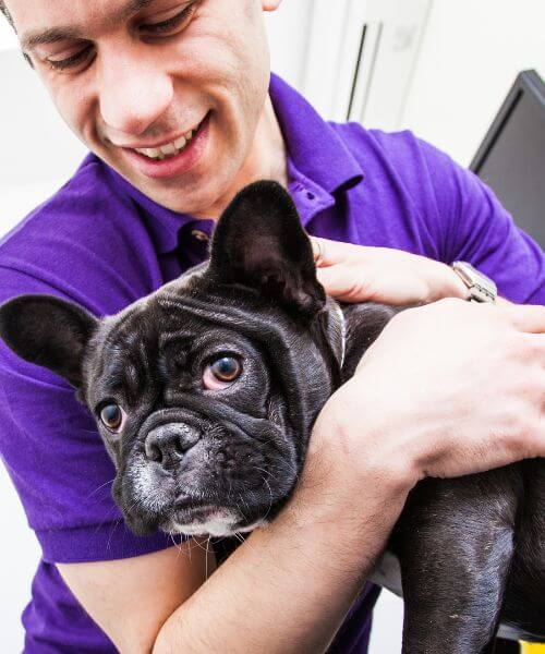 A vet holding a dog and petting it