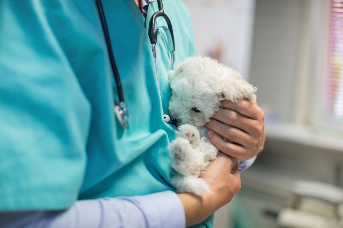 veterinarian holding a puppy in his arms