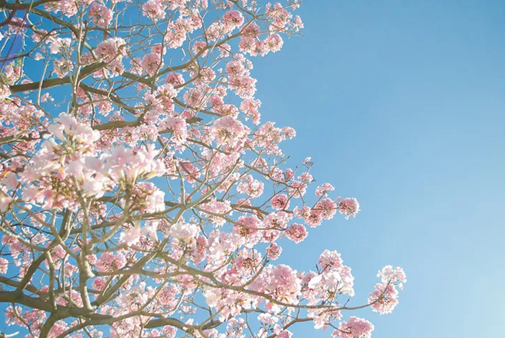 photograph of a cherry blossom tree