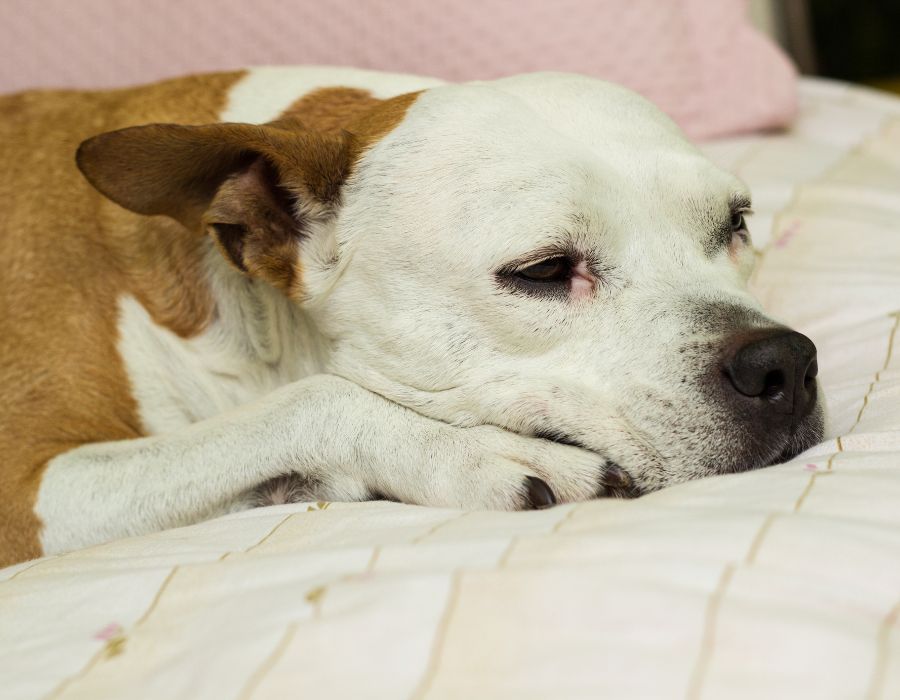 senior dog sleeping at home on the bed