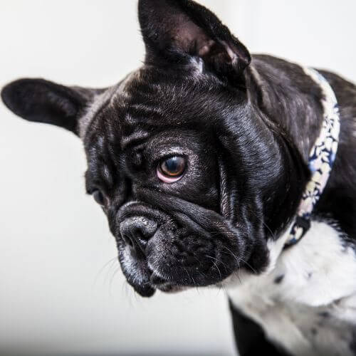 Closeup image of a bulldog