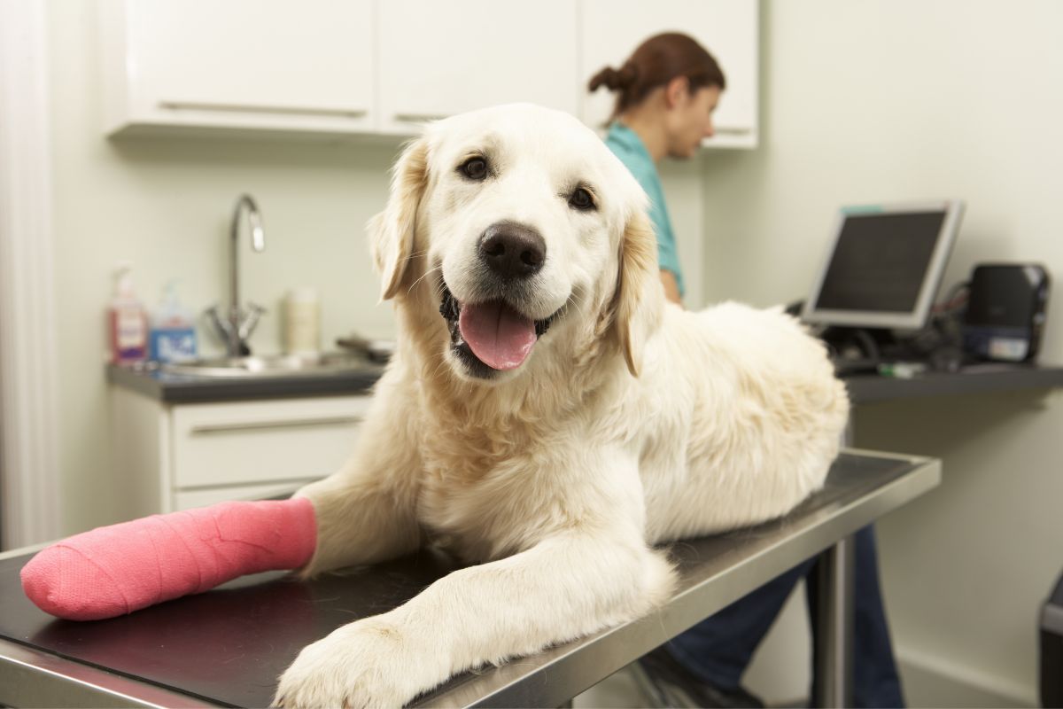 a dog sitting on a table