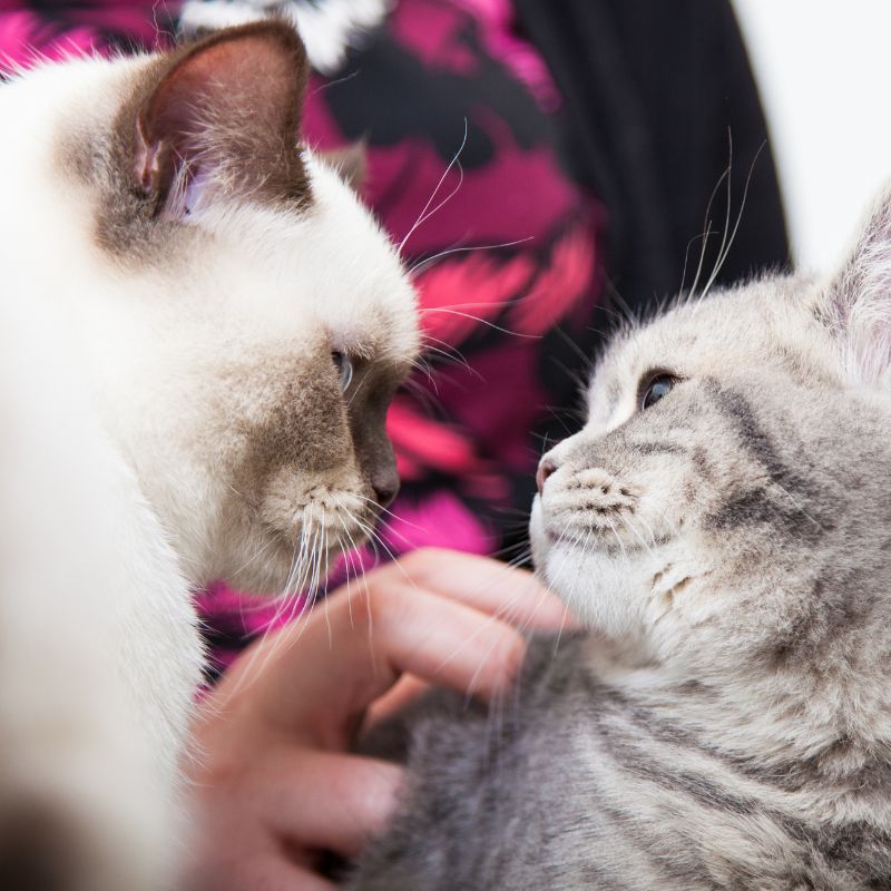 two cats looking at each other