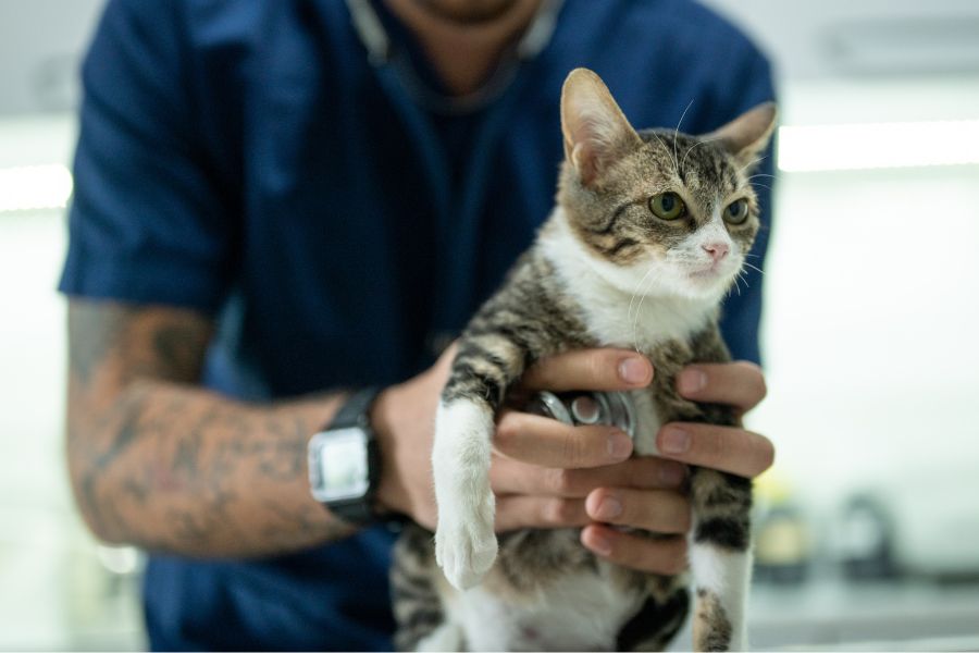 vet holding a cat a vet holding a cat