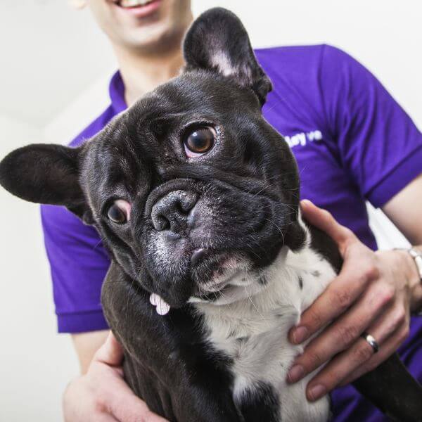 A vet holding a dog