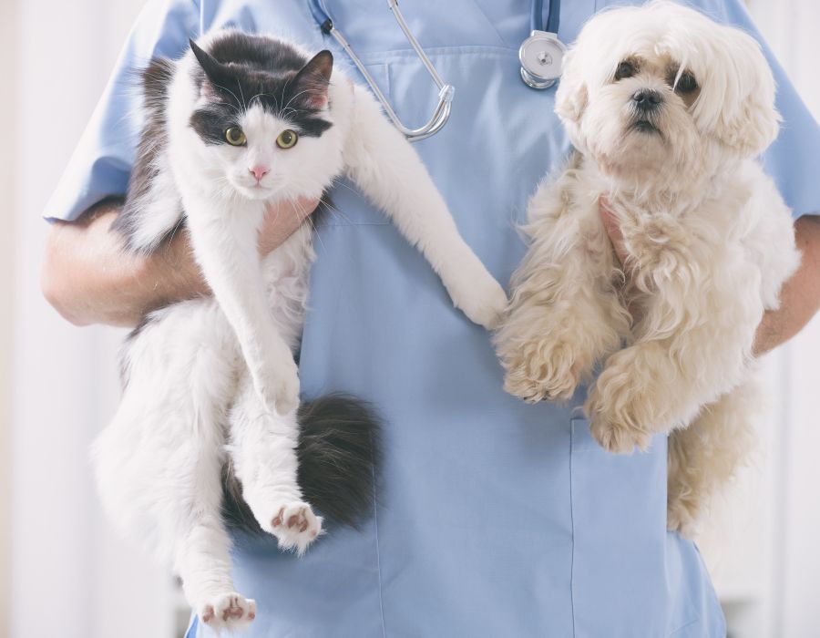 vet with dog and cat in his hands