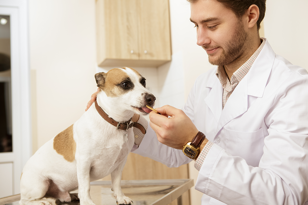 AdobeStock_152172988 A vet feeding a dog