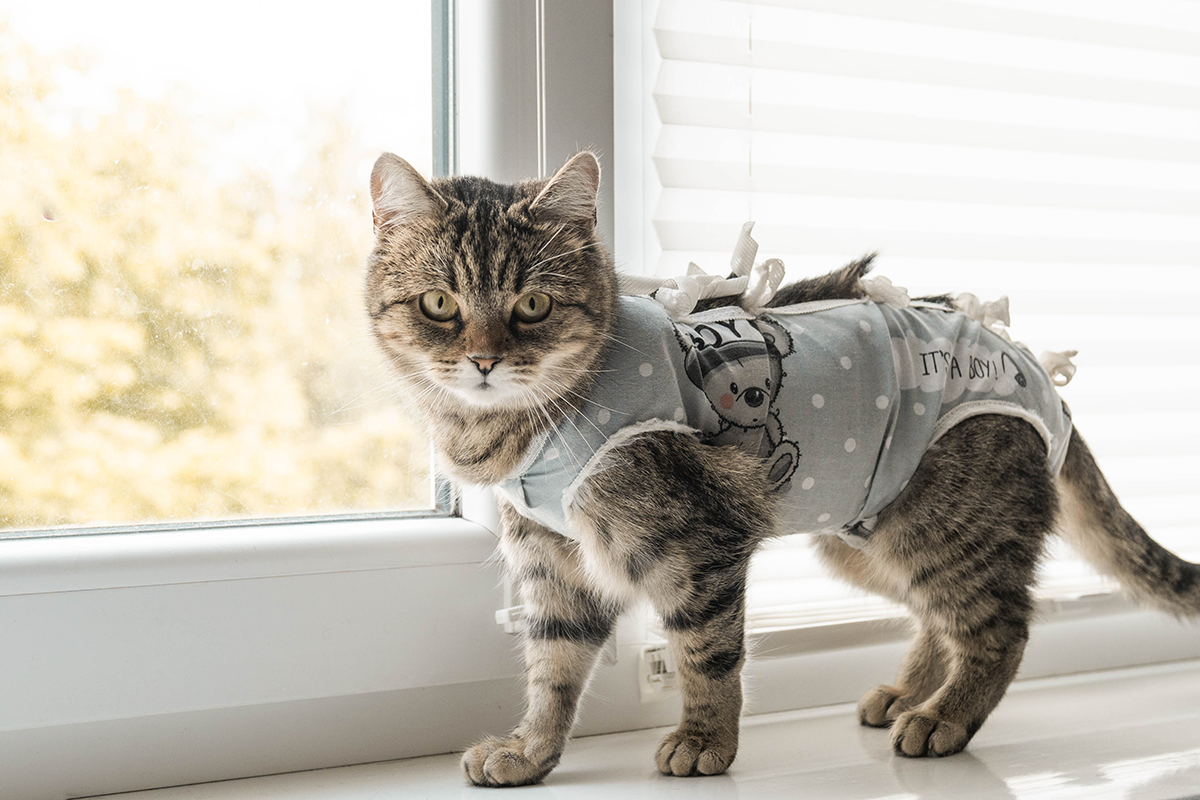 AdobeStock_610953307 Post operation spayed cat near a window