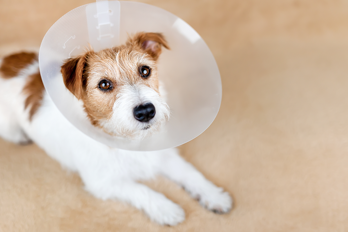 AdobeStock_713400740 post operation castrated dog