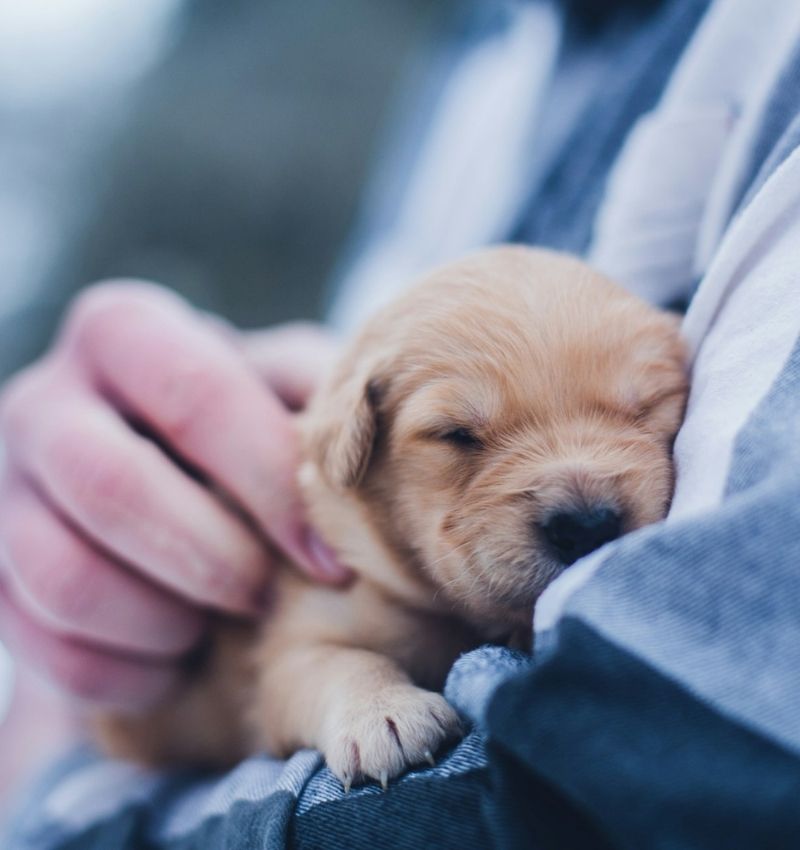 a man holding a puppy